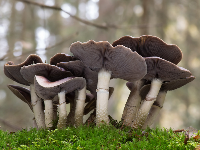 Stropharia hornemannii